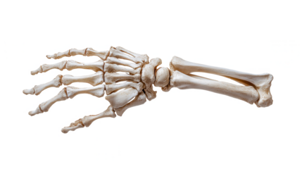 Human Skeleton Hand Forearm Anatomy Wrist Bones Medical Study