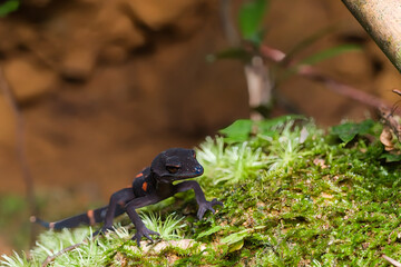 ヤンバルトカゲモドキ