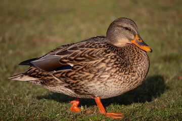 duck on the grass