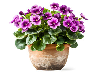 Naklejka premium pink flower in a pot