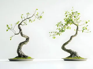  bonsai tree © MafRin