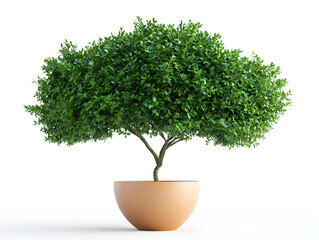 green tree in a pot