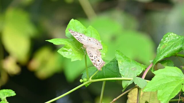 Junonia atlites or&nbsp;grey pansy butterfly.  It &nbsp;is a species of&nbsp;nymphalid&nbsp;butterfly found in&nbsp;South Asia. Butterfly sitting on green plant. 
