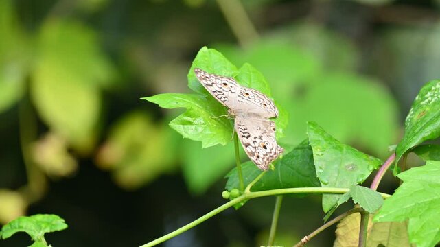 Junonia atlites or&nbsp;grey pansy butterfly.  It &nbsp;is a species of&nbsp;nymphalid&nbsp;butterfly found in&nbsp;South Asia. Butterfly sitting on green plant. 
