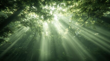 Enchanted forest clearing with glowing light beams nature serene environment tranquil viewpoint creative haze concept