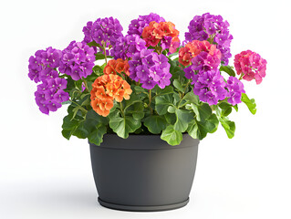 flowers in a pot