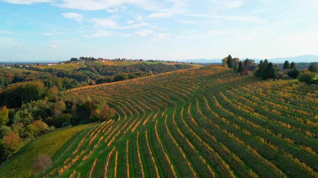 Stunning aerial 4K drone footage of an wine region of Kog, Slovenia. Filmed on a crisp, sunny late autumn day, this video shows beautiful Slovenian countryside surrounded by vineyards.