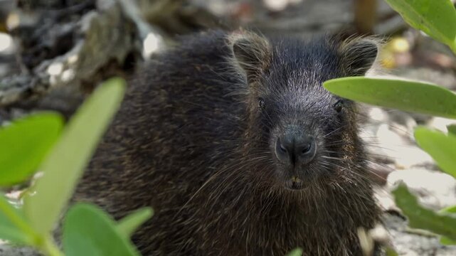 Detail of head of Cuban hutia (capromys pilorides) rodent animal behind a wooden branch in Cuba