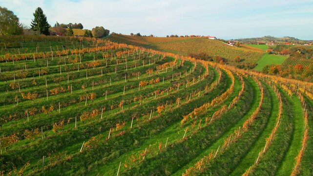 Stunning aerial 4K drone footage of an wine region of Kog, Slovenia. Filmed on a crisp, sunny late autumn day, this video shows beautiful Slovenian countryside surrounded by vineyards.