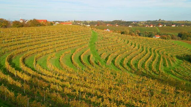Stunning aerial 4K drone footage of an wine region of Kog, Slovenia. Filmed on a crisp, sunny late autumn day, this video shows beautiful Slovenian countryside surrounded by vineyards.