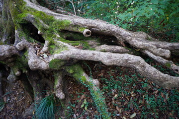 木の太い根っこ 粘り強い