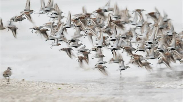 飛び立ち着地するハマシギの群れ (鳴き声あり)