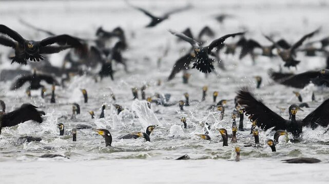 群れで採餌するカワウ (音声あり)