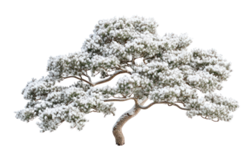 A beautiful tree with dense foliage, showcasing nature's serenity and tranquility against a white isolate background.