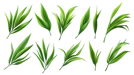 Fototapeta premium collection of green leaves
