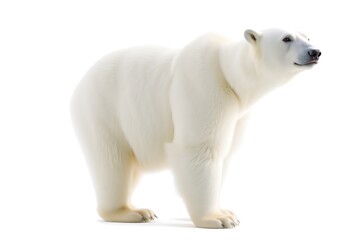 Fototapeta premium polar bear isolated on white background