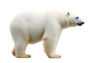 Fototapeta premium polar bear isolated on white background