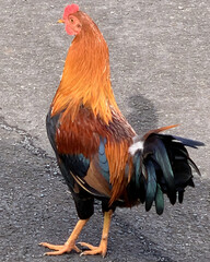wild roosters roam freely along the roads in Kauai islands. HI. 