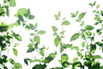 Fresh green herbs with delicate leaves against a white background, perfect for culinary and gardening purposes.