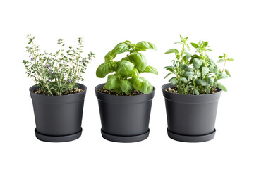 Fototapeta premium Herbs in pots with a white isolate background, showcasing fresh basil, thyme, and oregano for culinary use.