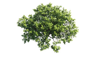Realistic green tree with lush foliage, isolated on a white background.