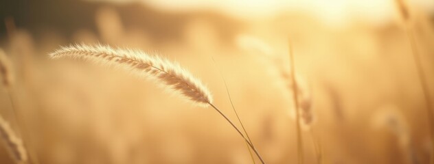 Fototapeta premium Macro Shot of Pampas Grass in Warm Golden Light. Ideal for meditation apps, wellness branding, or interior decor