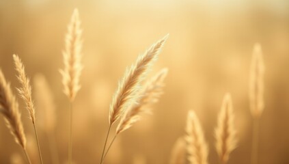 Fototapeta premium Macro Shot of Pampas Grass in Warm Golden Light. Ideal for meditation apps, wellness branding, or interior decor