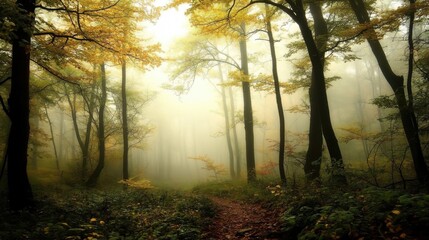 Fototapeta premium Misty autumn forest path. (12)