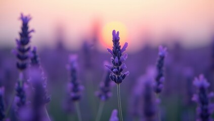 Fototapeta premium Macro Shot of Lavender Field at Sunset. Ideal for meditation apps, wellness branding, or interior decor