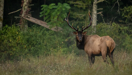 Bull Elk with Dark Rack Looks Back Toward Camera