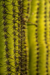 Close Up Edge Of Saguaro Cactus With Another In The Distance