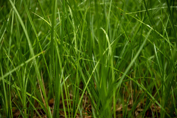 Close Up of Green Grasses Coverd In Droplets Of Rain