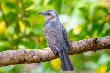 枝にとまるヒヨドリ