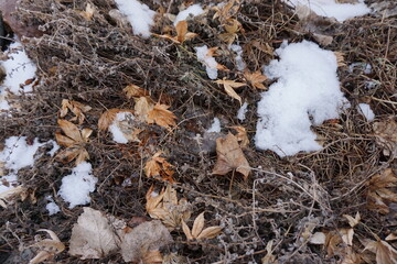 Leaves in Snow