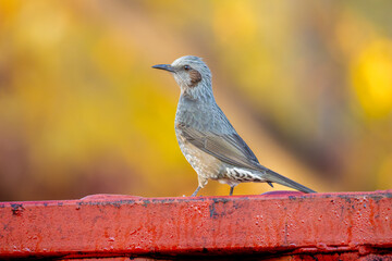 コンテナに乗るヒヨドリ