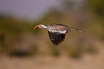 Obraz premium Southern Yellow-billed Hornbill, Tockus leucomelas, bird with big bill in the nature habitat with evening sun, sitting on the branch, on the ground, close up, flying