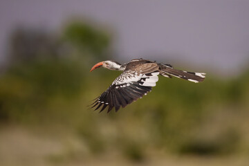 Southern Yellow-billed Hornbill, Tockus leucomelas, bird with big bill in the nature habitat with evening sun, sitting on the branch, on the ground, close up, flying