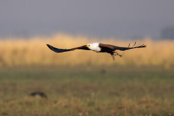 African Fish Eagle, Haliaeetus vocifer in flight catching tilapia fish, Botswana