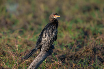 The reed cormorant (Microcarbo africanus), also known as the long-tailed cormorant, is a bird in the cormorant family Phalacrocoracidae.