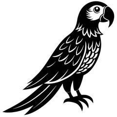 bird of prey
