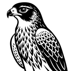 eagle isolated on white background