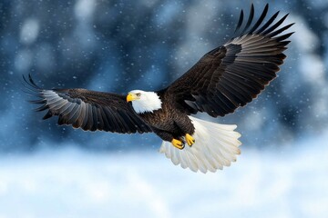 Obraz premium A high-resolution photo of a bald eagle in flight, its wings spread wide against a vivid blue sky