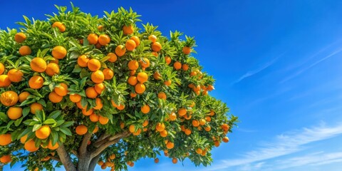 Mikan tree under a clear blue sky, mikan, tree, fruit, agriculture, rural, landscape, orchard, sunny, Japan, citrus, green