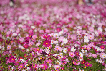 一面に広がるコスモス畑