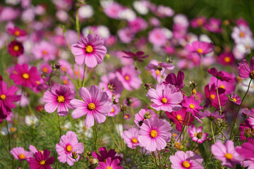 秋の日差しに輝く満開のコスモス