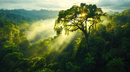 Obraz premium Mist rising above forest trees in a lush environment captured from above showcasing nature's serenity and the role of standards in conservation