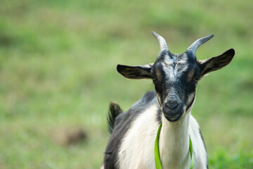 cabra, animal, chacras, mamífero, naturaleza, césped, café, ganado, animal, agricultura, blanco, dehesa, verano, administrar, campa, verde, domestica, pelaje, bocinas, retrato, bocinas, borregos, corn