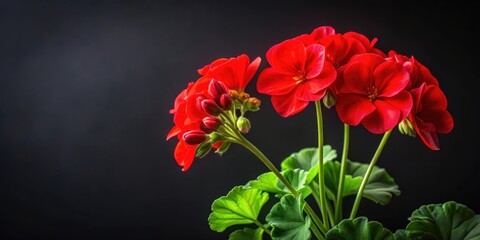 Vibrant red geranium flowers contrasting against a dark black background, blooms, vibrant, red, geranium, flowers, black