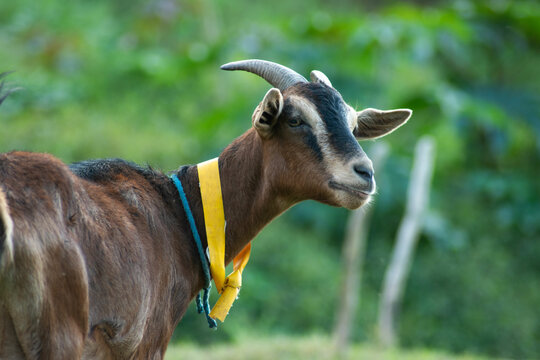 cabra, animal, chacras, mam&iacute;fero, naturaleza, c&eacute;sped, caf&eacute;, ganado, animal, agricultura, blanco, dehesa, verano, administrar, campa, verde, domestica, pelaje, bocinas, retrato, bocinas, borregos, corn