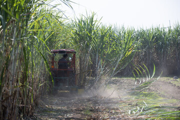 Tractor Operating in a Sugarcane Field During Harvesting Season, Showcasing Agricultural Technology...